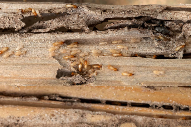 Best Emergency Pest Control  in Poulsbo, WA